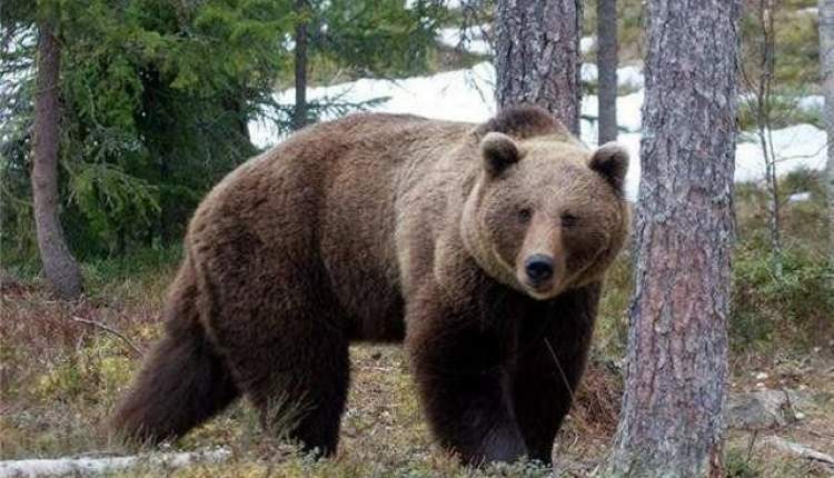 حمله خرس در کوهرنگ یک مصدوم برجای گذاشت