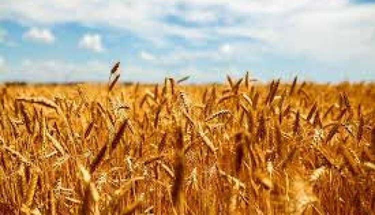 121 هزار تن گندم از مزارع چهارمحال و بختیاری برداشت می شود