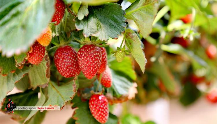 بام ایران، بستری مناسب برای پرورش توت فرنگی