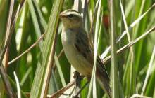 برای اولین بار یک گونه پرنده در تالاب گندمان مشاهده شد