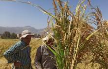 برداشت برنج از سطح مزارع شهرستان لردگان آغاز شد