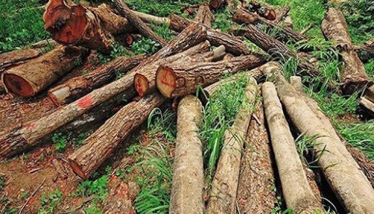 مامور یگان حفاظت منابع طبیعی مورد حمله قاچاقچیان چوب قرار گرفت