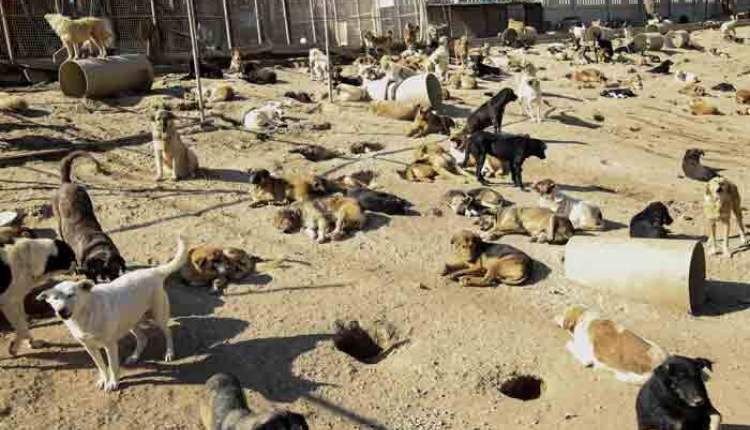 نگه‌داری از 180قلاده سگ بلاصاحب در کمپ