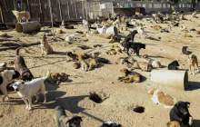 نگه‌داری از 180قلاده سگ بلاصاحب در کمپ