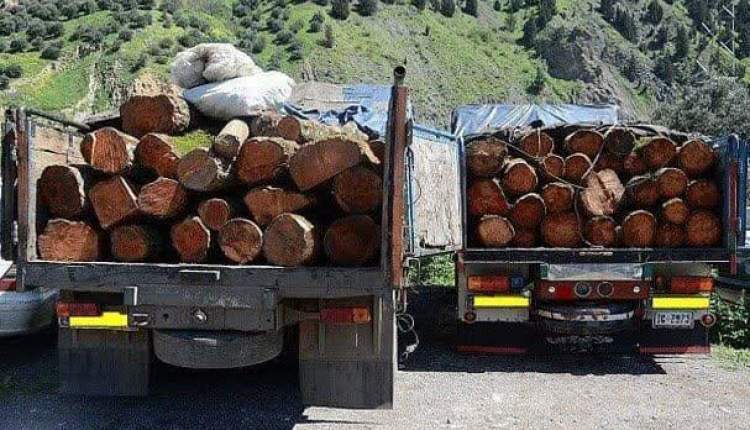 850 کيلوگرم چوب بلوط قاچاق در اردل کشف شد