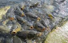 ساماندهی 89 مزرعه پرورش ماهی غيرمجاز حاشيه رودخانه سبزه‌كوه