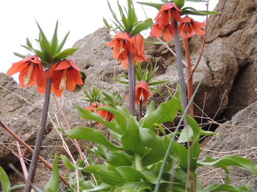 گل های نادر بهاری در طبیعت زیبای چهار محال و بختیاری+تصویر