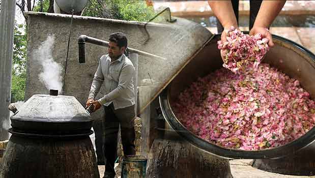 طرح آزمایشی کشت دیم گل محمدی راه اندازی نخستین واحد تولید گلاب در چهار محال و بختیاری