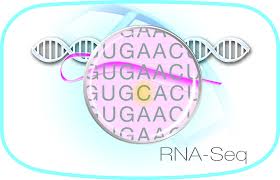 كارگاه آموزشي «فناوري نوين RNA-seq و آناليز داده­هاي آن» در دانشگاه شهركرد برگزار مي شود