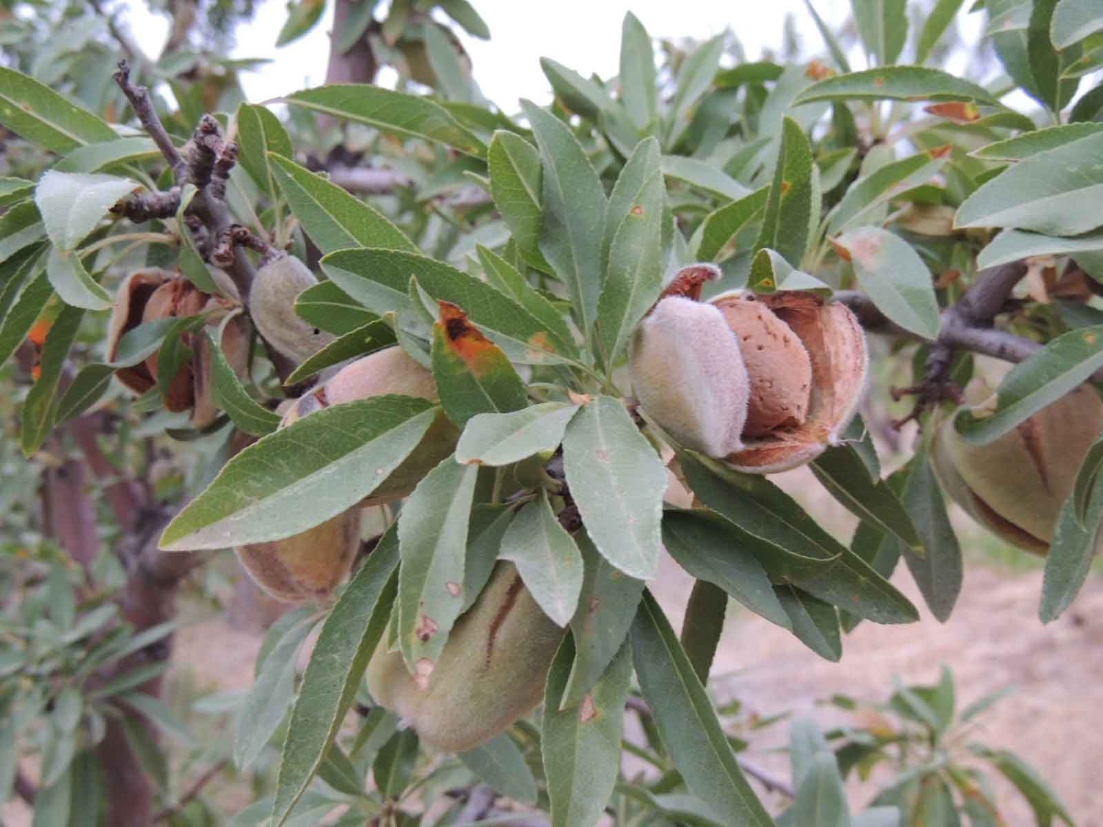 روستای شوراب صغیر، قطب بادام استان چهار محال و بختیاری  <img src="/images/picture_icon.png" width="16" height="16" border="0" align="top">