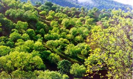 اراضی مورد مناقشه در روستای دورک جزء اراضی ملی هستند