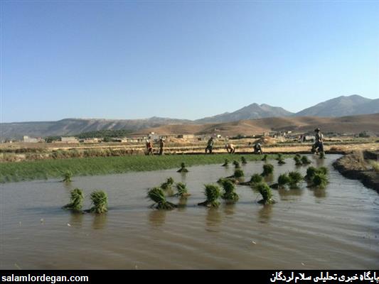 عمليات نشاء کاري در شاليزار هاي شهرستان لردگان آغاز شد+عکس