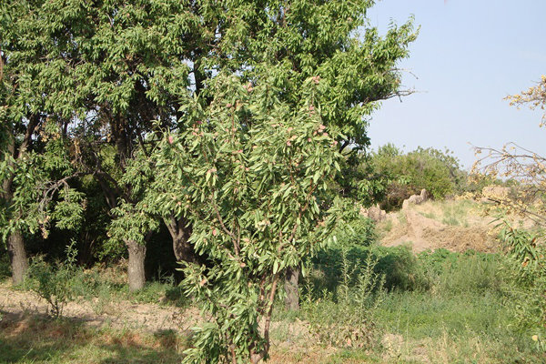 واسطه‌ها، دامِ مُدامِ بادام!/ ۷۵ درصد ارزش صادرات چهارمحال و بختیاری به بادام اختصاص دارد