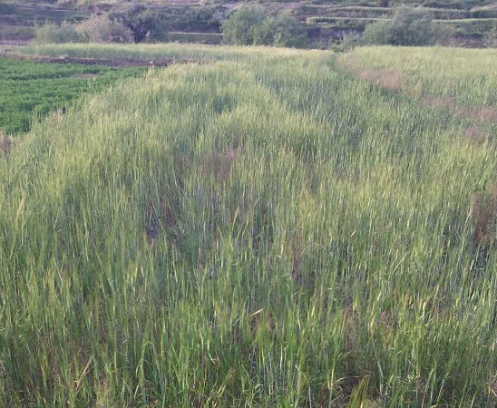 ثبت يک وقف جديد در شهرستان لردگان