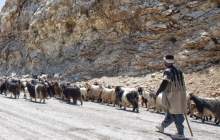 ممانعت از ورود زودهنگام دام به مراتع چهارمحال و بختیاری/مرتعداران تا پایان فروردین برای معرفی قرقبان فرصت دارند