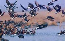 مانور آموزشی آنفلوانزای فوق حاد پرندگان در تالاب گندمان برگزار شد