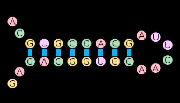 ممانعت از تکثیر ویروس مرزی با استفاده از  RNA سنجاق سری مبتنی بر لنتی وکتور