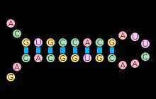 ممانعت از تکثیر ویروس مرزی با استفاده از  RNA سنجاق سری مبتنی بر لنتی وکتور