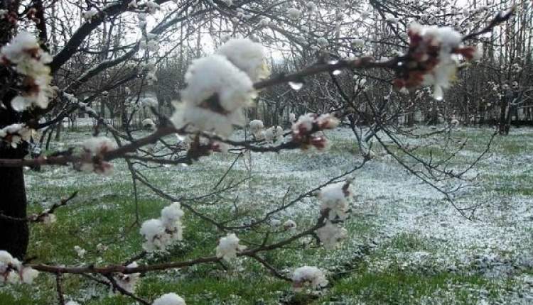 راهکارهایی برای مقابله با سرمازدگی در باغات چهارمحال و بختیاری