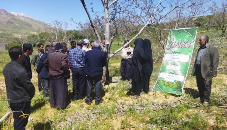 برگزاري کارگاه آموزشي پيوند گردو در رستم آباد