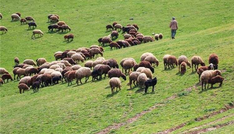 ممنوعیت ورود دام به مراتع چهارمحال و بختیاری تا 25 اردیبهشت‌ماه