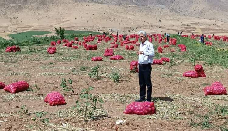 آغاز فصل برداشت پیاز در سطح شهرستان کیار