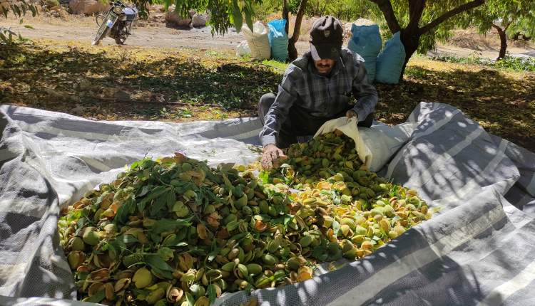 برداشت بیش از ۲۵ هزار تن بادام از باغات چهارمحال و بختیاری