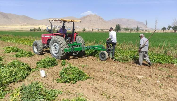 رونمایی از دستگاه برداشت لوبیا در چهارمحال و بختیاری