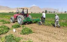 رونمایی از دستگاه برداشت لوبیا در چهارمحال و بختیاری