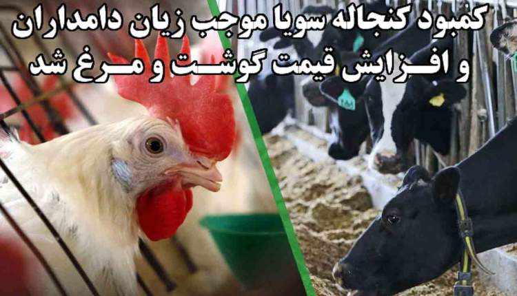 کمبود کنجاله سویا موجب بالا رفتن قیمت گوشت و مرغ شد