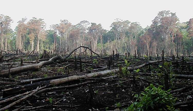 انسان همچنان متهم اصلی در تخریب جنگل‌ها