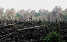 انسان همچنان متهم اصلی در تخریب جنگل‌ها