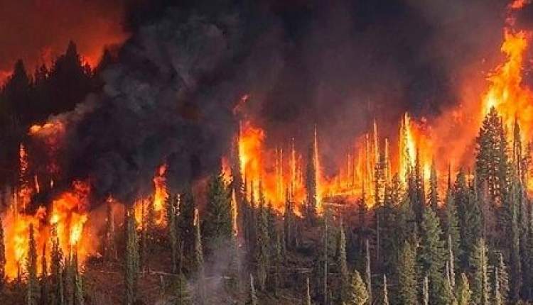 آتش دخالت‌های انسانی به جان جنگل‌ها