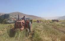 کیل‌گیری از مزرعه کلزا در شهرستان شهرکرد