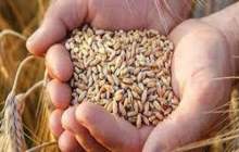توزیع ۱۰۰ تن بذر رایگان در بین کشاورزان