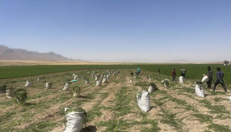 آغاز برداشت هویج از مزارع شهرستان بن