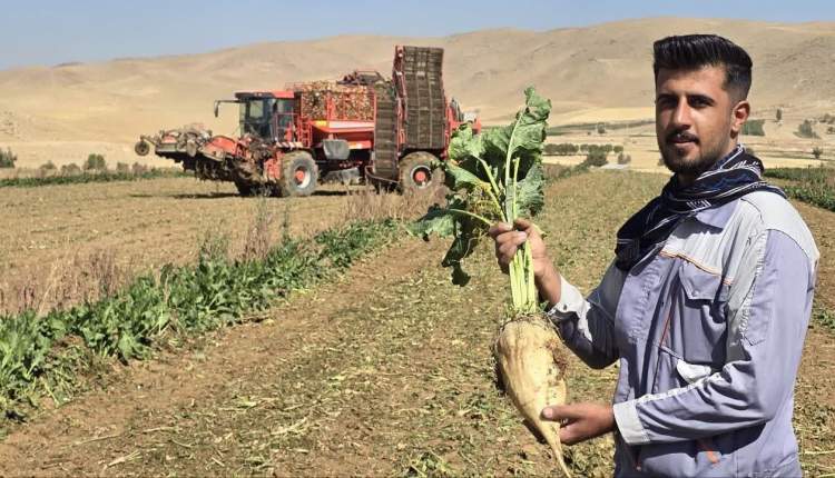 آغاز برداشت چغندر قند در شهرستان شهركرد