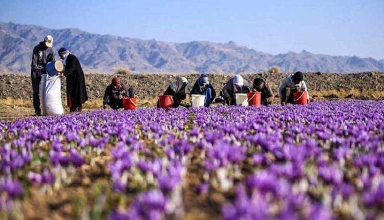 کشت زعفران در چهارمحال‌و‌بختیاری رونق گرفته است