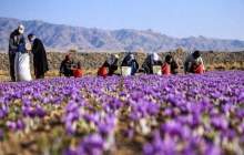 کشت زعفران در چهارمحال‌و‌بختیاری رونق گرفته است