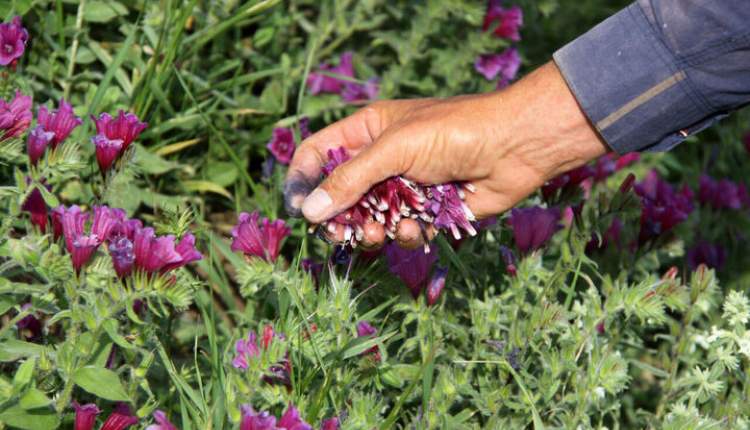 رشد 10 برابری كشت گياهان دارويی در چهارمحال‌وبختیاری